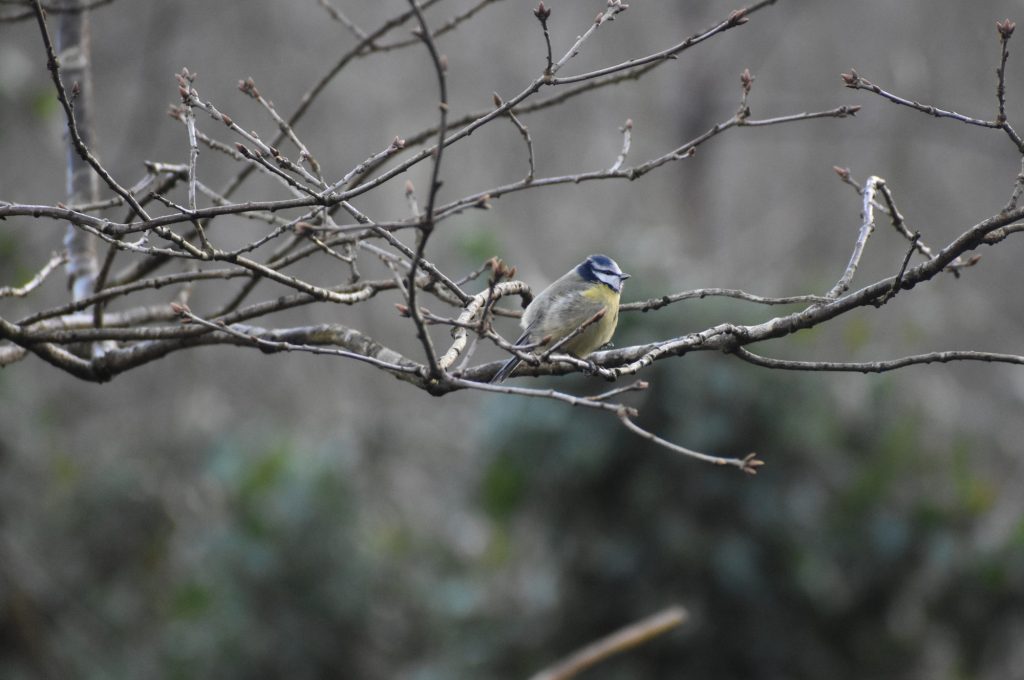 Blue Tit