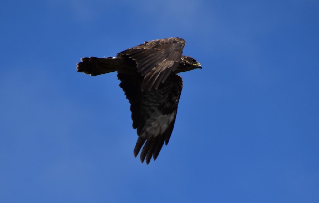 Buzzard