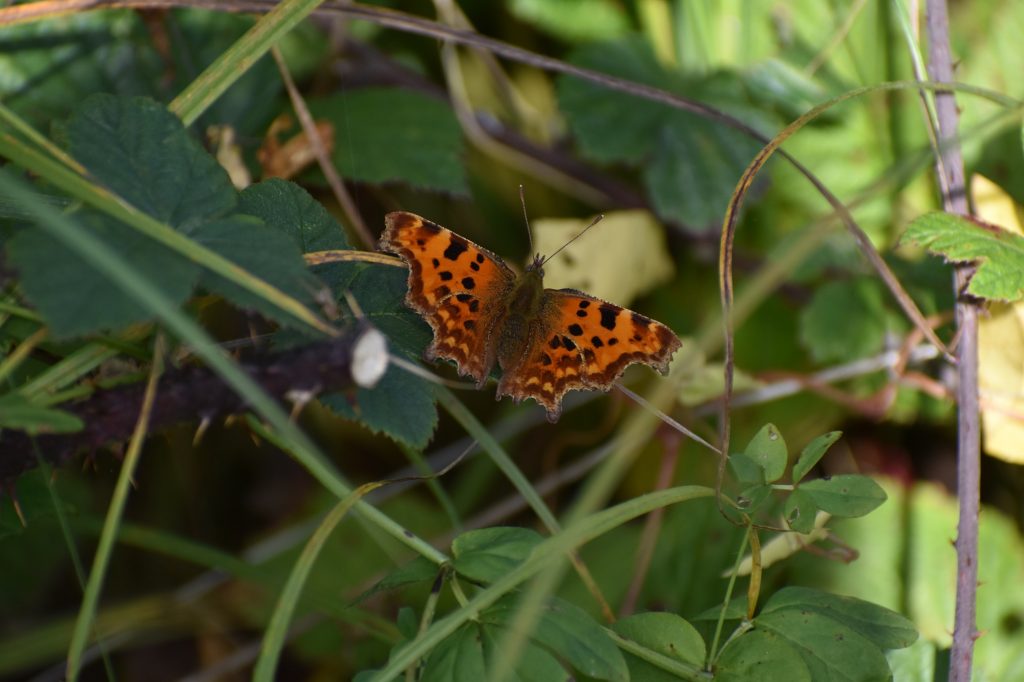 Comma Butterfly