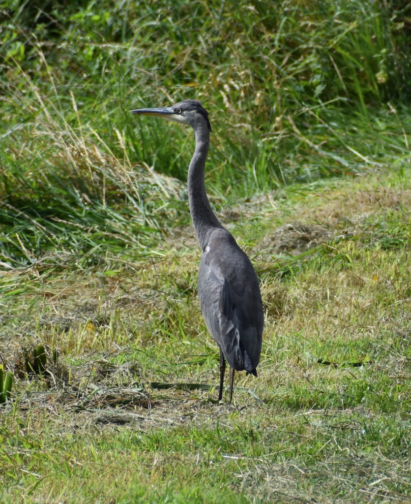Grey Heron