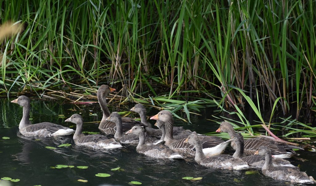 Greylag Goose