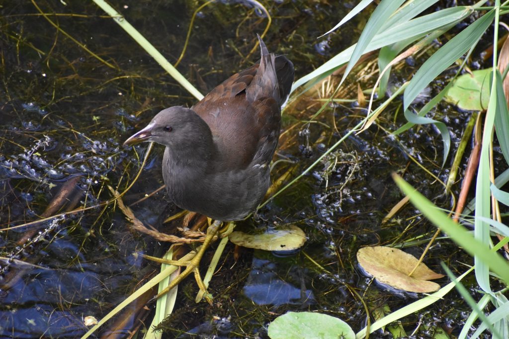 Moorhen Juvenile
