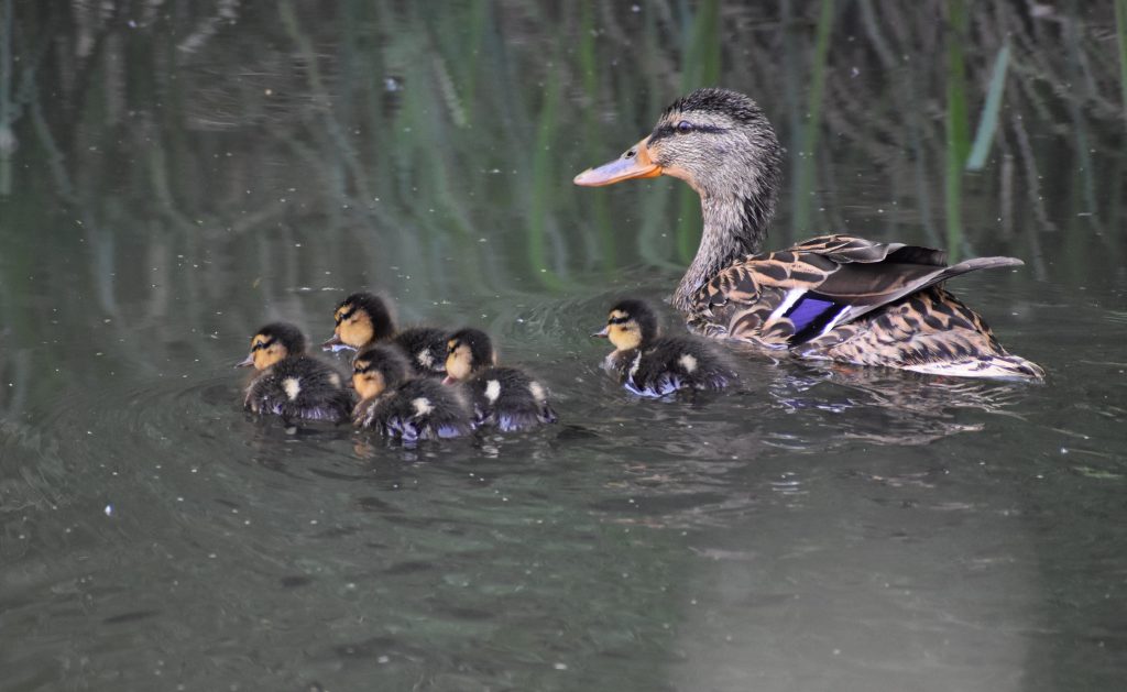 Mother Mallard and Ducklings