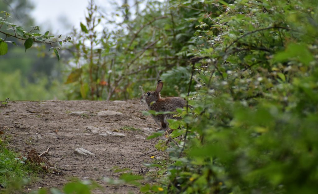 Rabbit at Red Jacket
