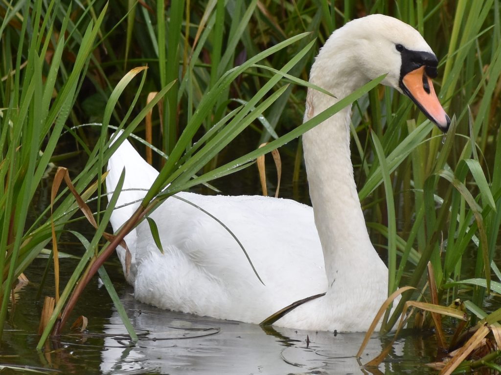 Mute Swan