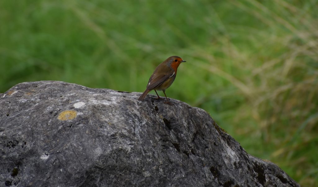 Robin at Tennant