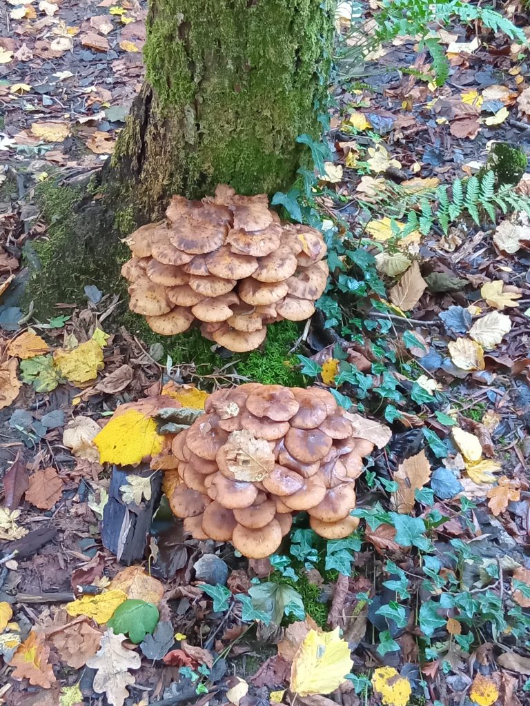 UK boom in destructive honey fungus.