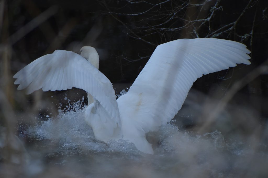 Swan landing on Tennant in Winter