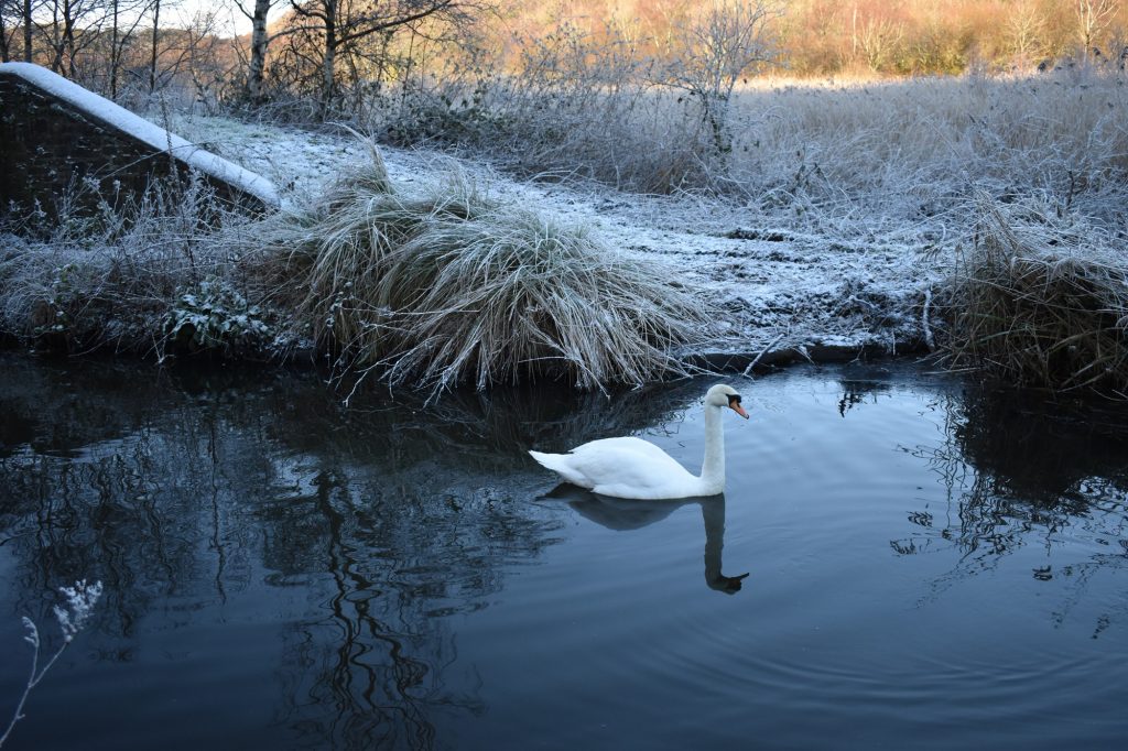 Swan in Winter at the Tennant