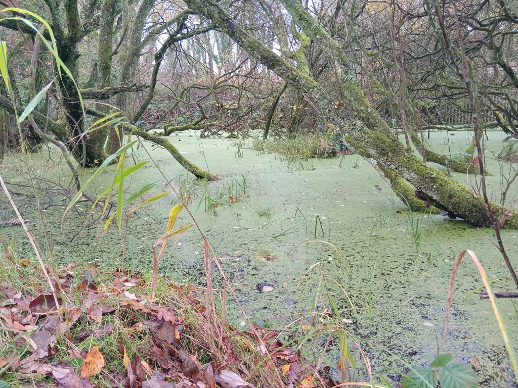 Nestled quietly near the Tennant Canal lies a forgotten pond.
