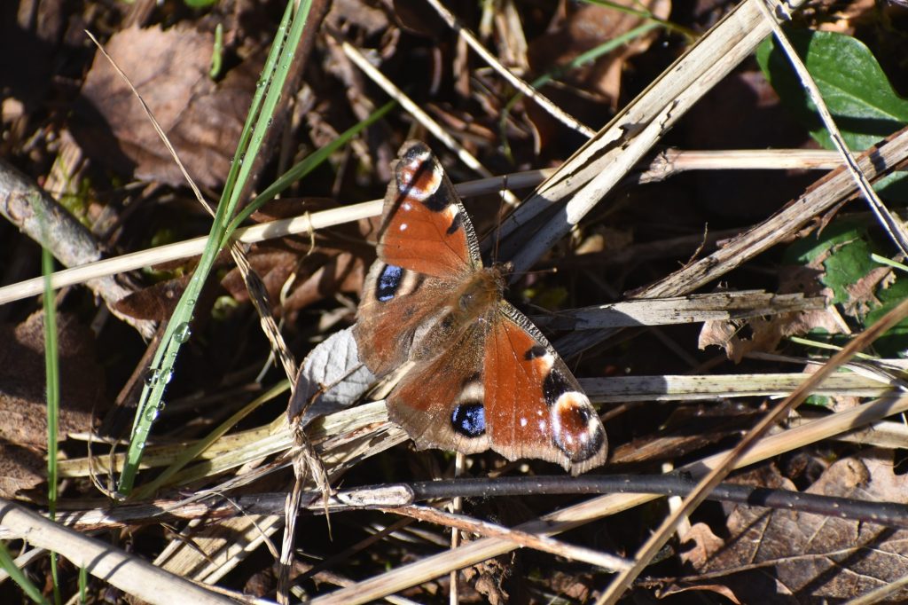 Peacock Butterfly.