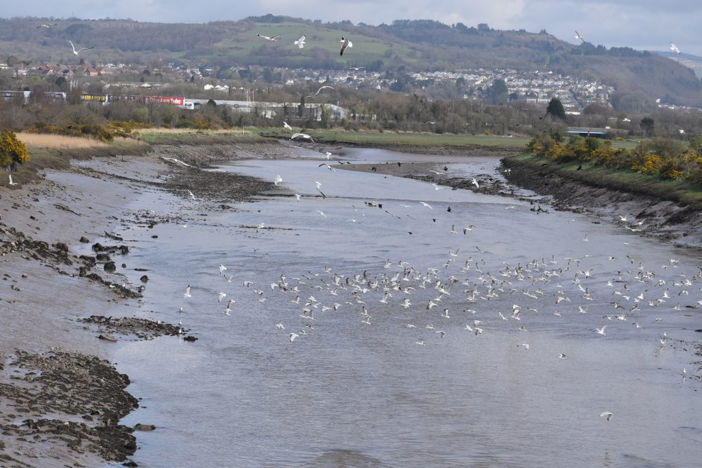 Scene of the River Neath from the Swing Bridge at Neath Abbey Wharf. 2026
