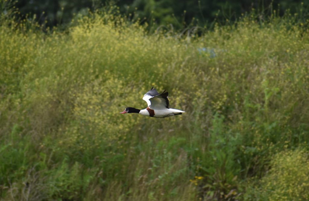 Common Shelduck