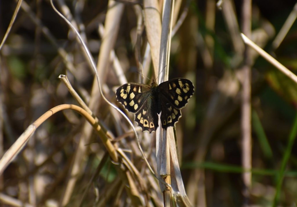 Speckled wood Butterfly