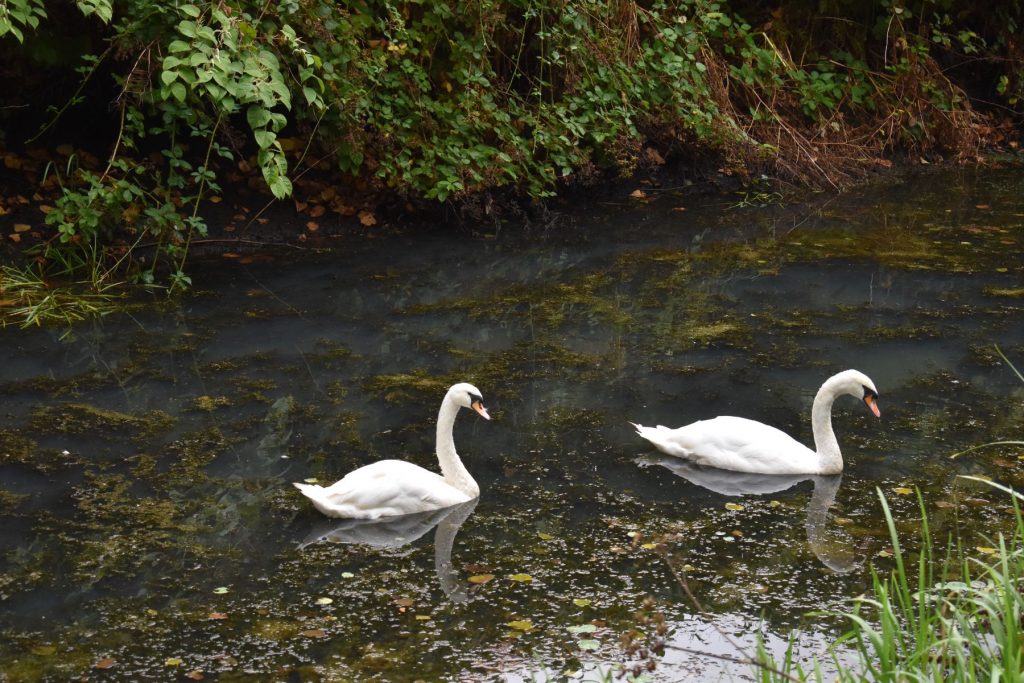 Two swans are left in barely a few inches of dirty, stagnant water, forced to sit rather than swim. Their distress shows in the pronounced bends in their necks, which should normally remain straight.