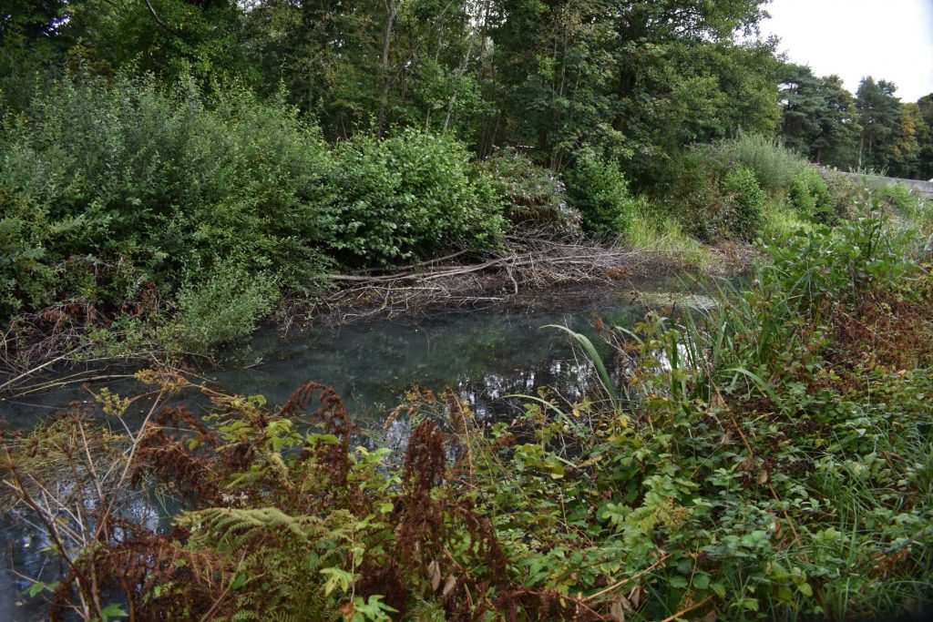As you leave Neath, the canal becomes nearly blocked by a heavy build‑up of sawn trees and fallen branches.