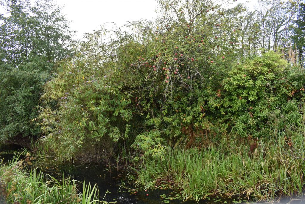 Leaving Bridge Street, we find a large wild apple tree, its branches heavy with deep red fruit.