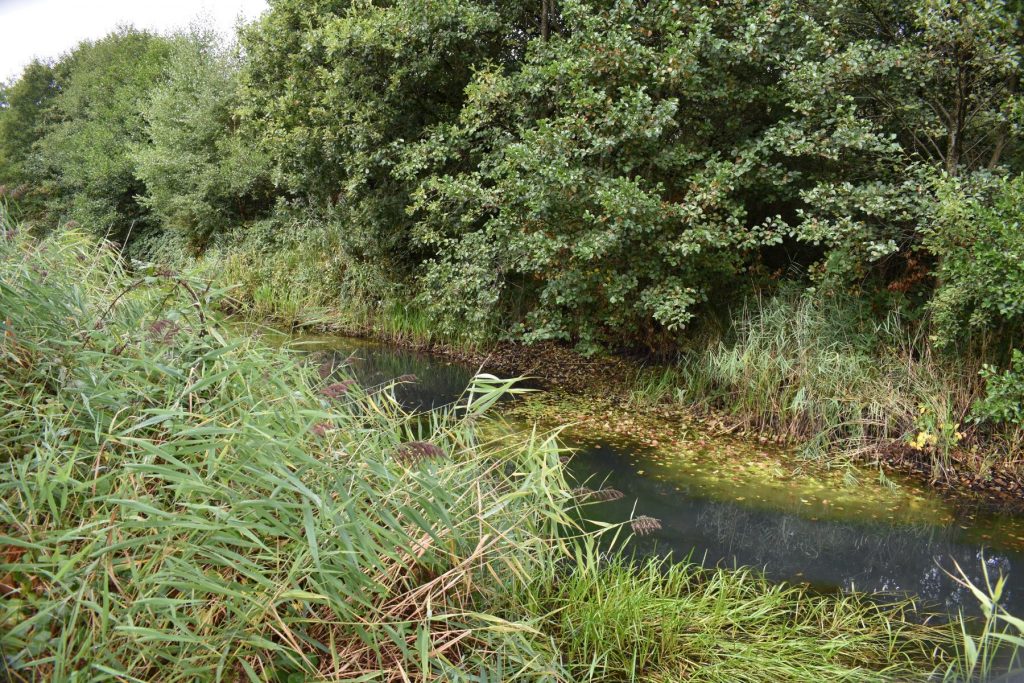 The water that once flowed beneath it is almost gone, leaving a trench of cracked mud and invasive growth.