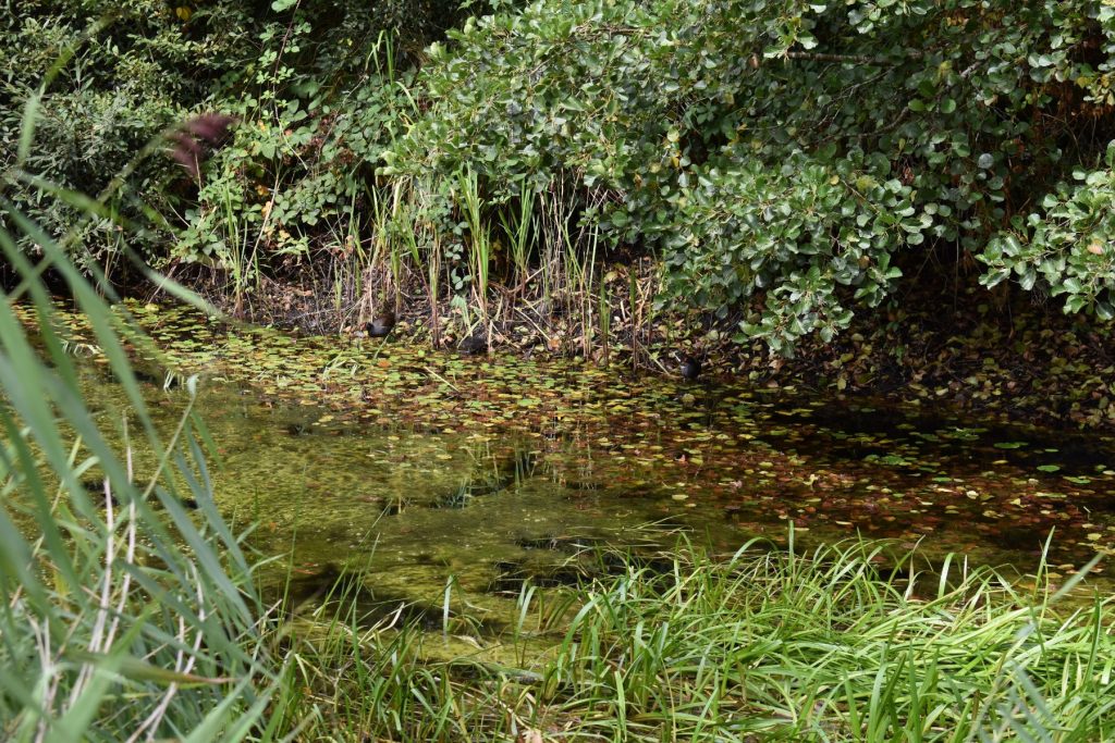 The sight of moorhens with their chicks picking their way along the far bank, searching for puddles instead of a canal, is one of the clearest signs of how far the damage has spread.