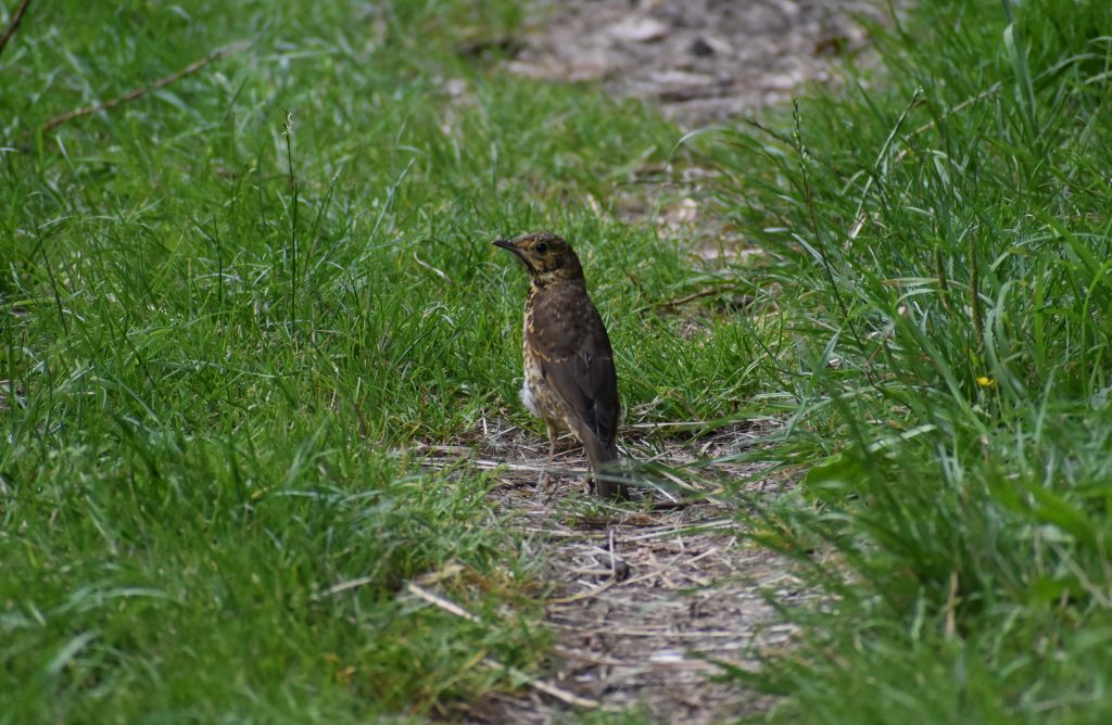 Song Thrush on the Tennant Canal Towpath.