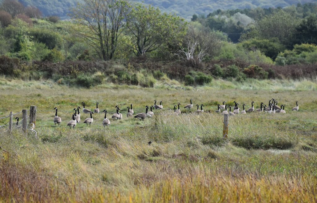 A group of Canada geese on the ground is specifically called a gaggle.