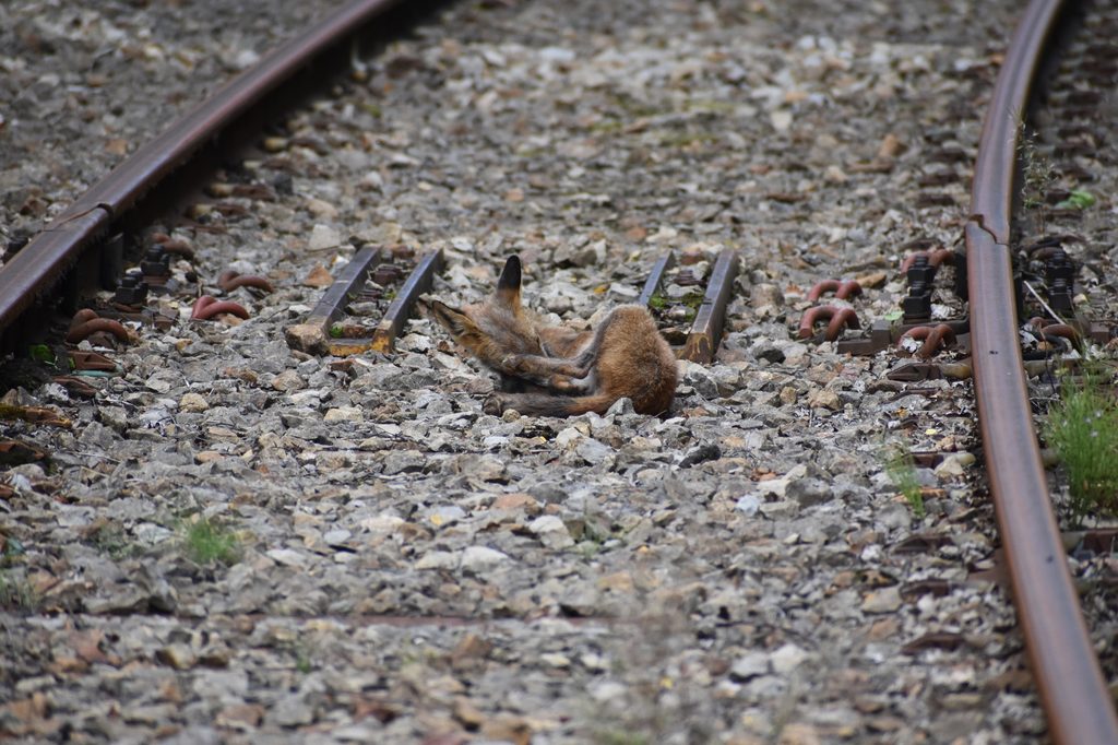 The fox takes a brief rest on the old railway track.
