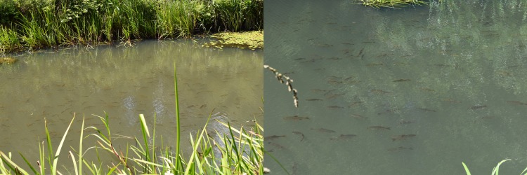 Fish were already being cut off by the extensive weed growth and the shrinking water levels.