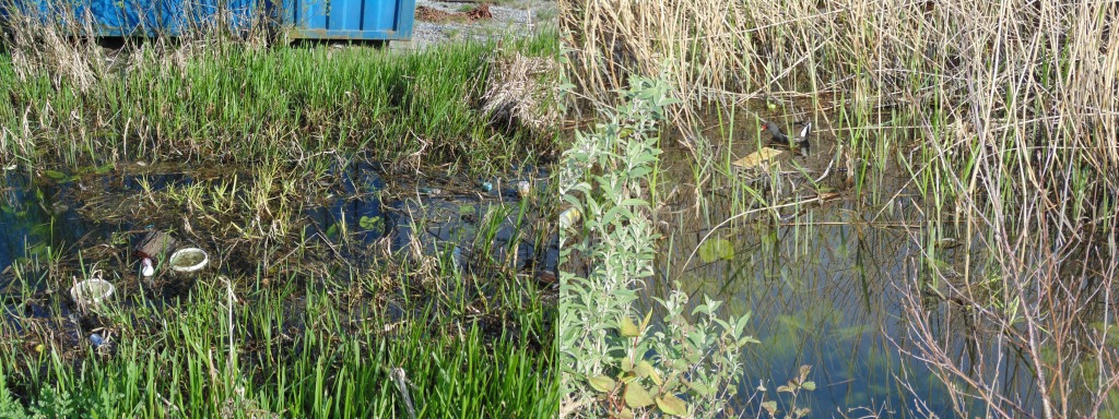 Neath Canal – May 2021, west of Zoar’s Ark Pet Superstore, Neath.
