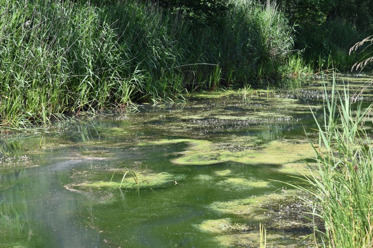 The Tennant canal in a awful state at Red Jacket