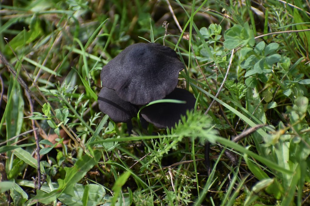 Black Mushroom or Fungus along the Tennant in October 2026.