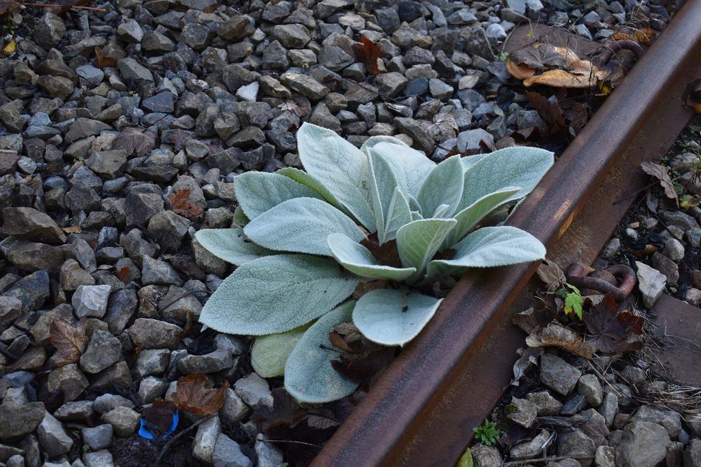 Furry, Woolly Mullein plant along the railway.